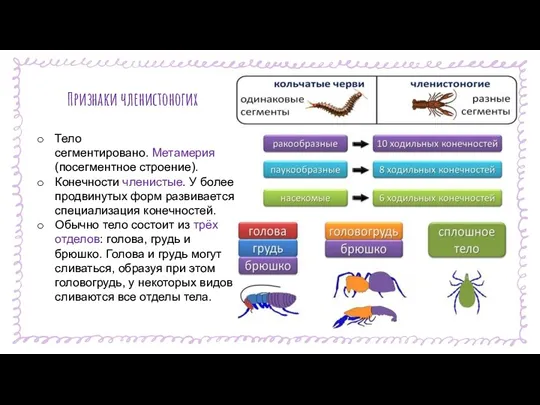 Признаки членистоногих Тело сегментировано. Метамерия (посегментное строение). Конечности членистые. У