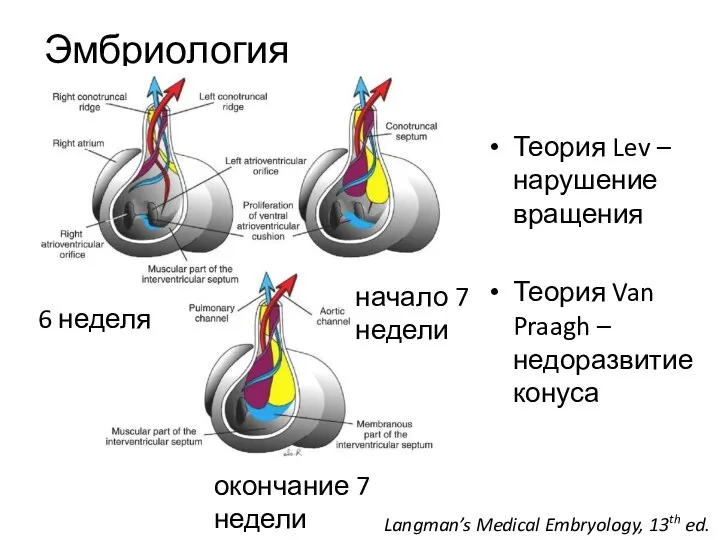 Эмбриология Теория Lev – нарушение вращения Теория Van Praagh –