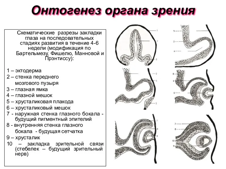 Онтогенез органа зрения Схематические разрезы закладки глаза на последовательных стадиях развития в течение