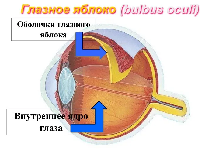 Глазное яблоко (bulbus oculi) Оболочки глазного яблока Внутреннее ядро глаза