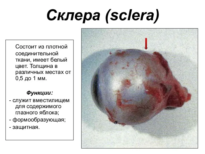 Склера (sclera) Состоит из плотной соединительной ткани, имеет белый цвет. Толщина в различных