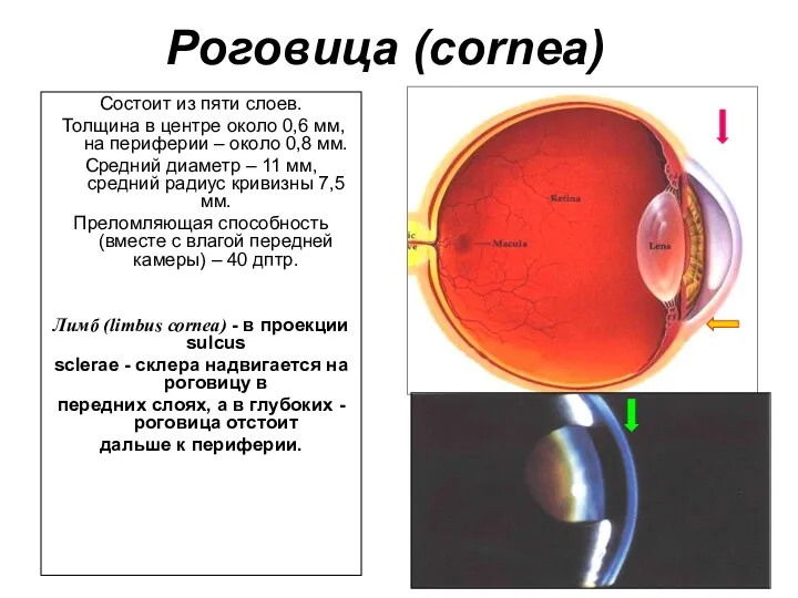 Роговица (cornea) Состоит из пяти слоев. Толщина в центре около 0,6 мм, на