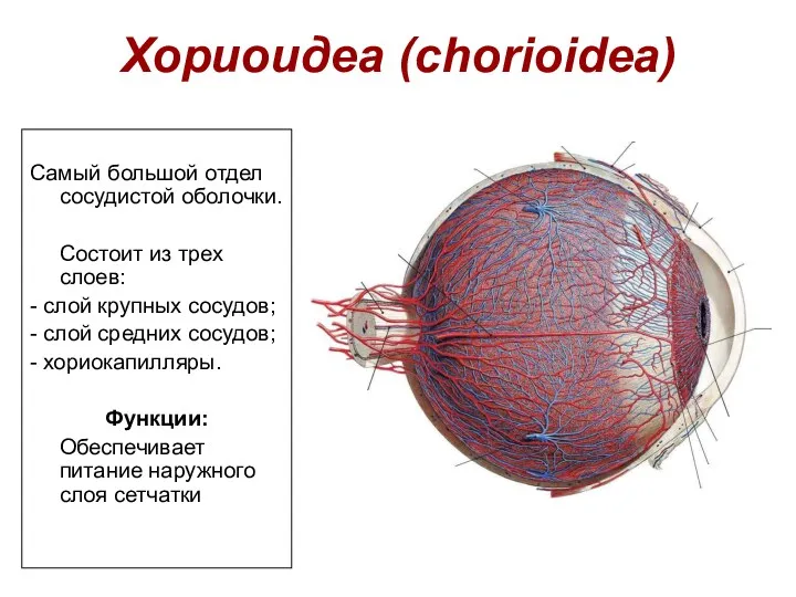 Хориоидеа (chorioidea) Самый большой отдел сосудистой оболочки. Состоит из трех слоев: - слой