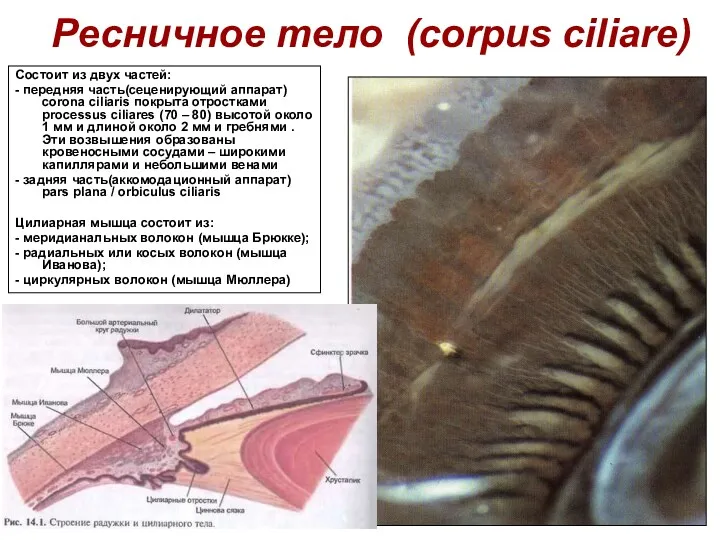 Ресничное тело (corpus ciliare) Состоит из двух частей: - передняя часть(сеценирующий аппарат) corona