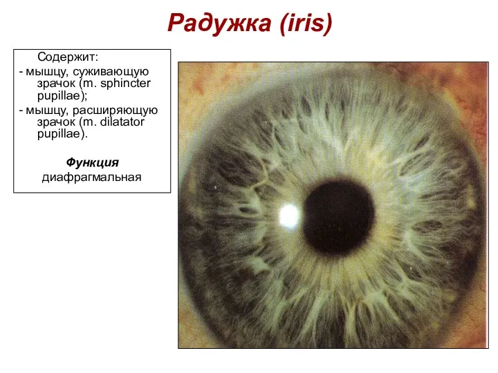 Радужка (iris) Содержит: - мышцу, суживающую зрачок (m. sphincter pupillae); - мышцу, расширяющую