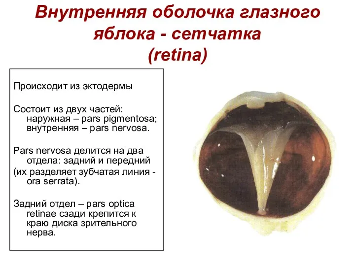 Внутренняя оболочка глазного яблока - сетчатка (retina) Происходит из эктодермы Состоит из двух