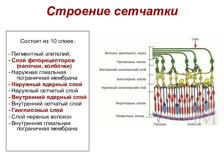 Строение сетчатки Состоит из 10 слоев: - Пигментный эпителий; -