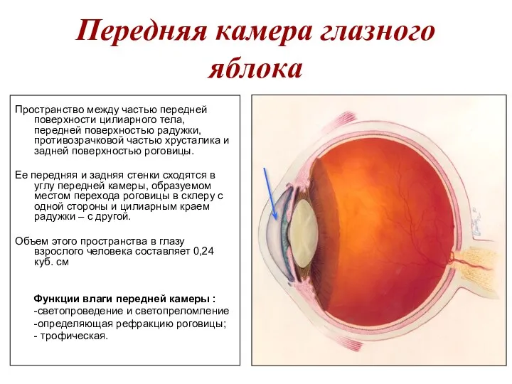 Передняя камера глазного яблока Пространство между частью передней поверхности цилиарного