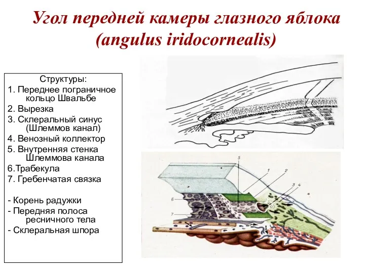 Угол передней камеры глазного яблока (angulus iridocornealis) Структуры: 1. Переднее пограничное кольцо Швальбе