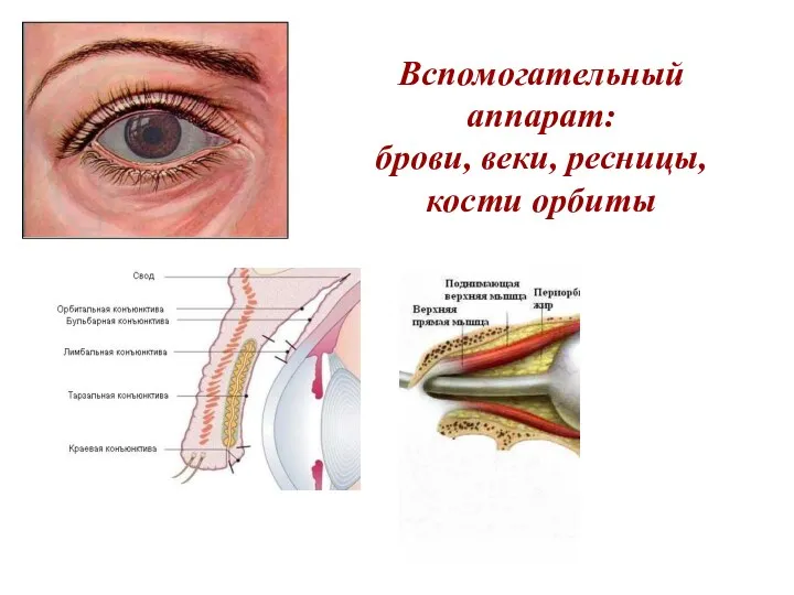 Вспомогательный аппарат: брови, веки, ресницы, кости орбиты