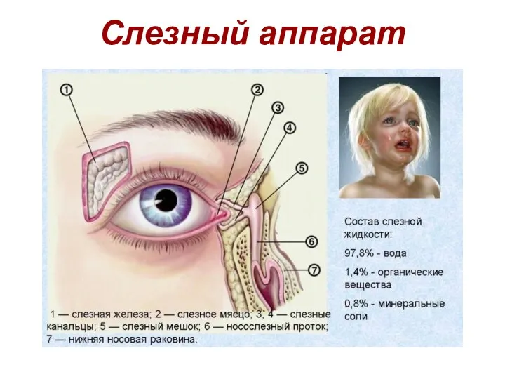 Слезный аппарат