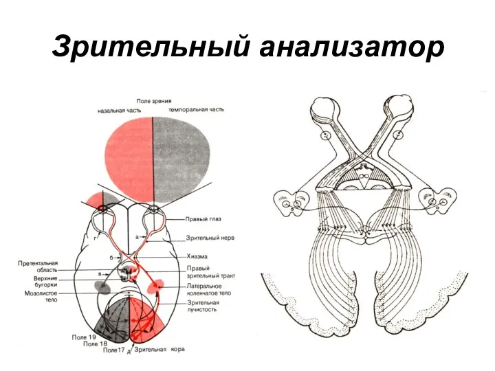 Зрительный анализатор