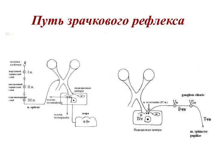 Путь зрачкового рефлекса