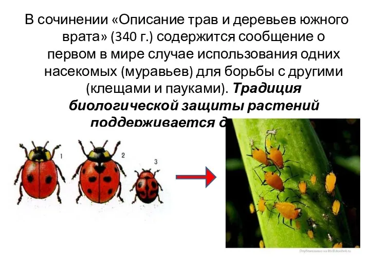 В сочинении «Описание трав и деревьев южного врата» (340 г.) содержится сообщение о