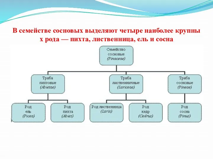 В семействе сосновых выделяют четыре наиболее крупных рода — пихта, лиственница, ель и сосна