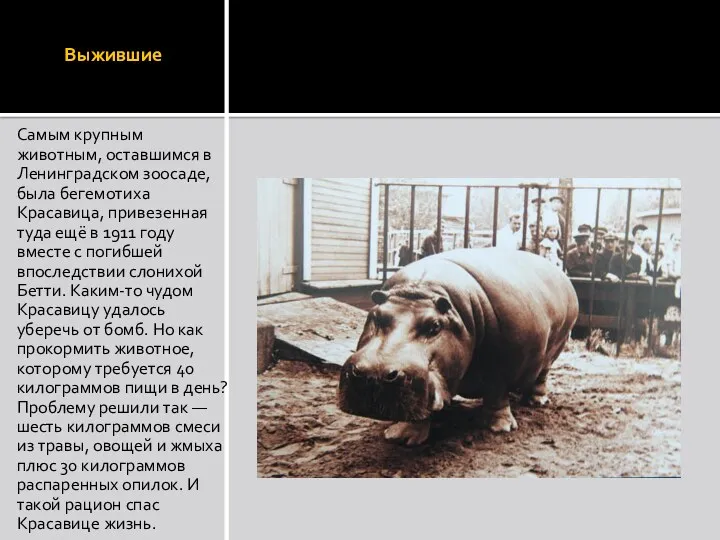 Выжившие Самым крупным животным, оставшимся в Ленинградском зоосаде, была бегемотиха