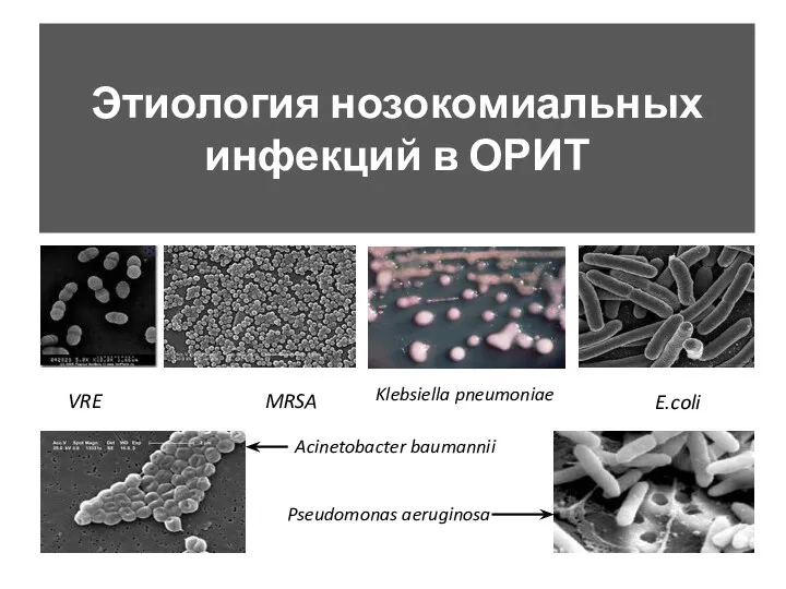 Этиология нозокомиальных инфекций в ОРИТ VRE MRSA Klebsiella pneumoniae E.coli Acinetobacter baumannii Pseudomonas aeruginosa