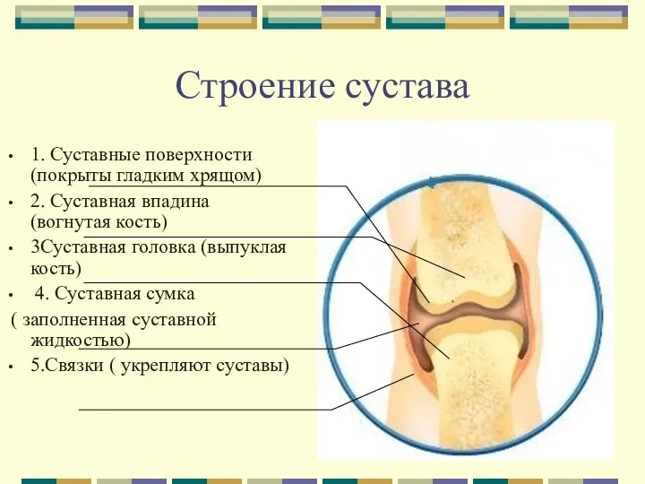 Строение сустава 1. Суставные поверхности (покрыты гладким хрящом) 2. Суставная