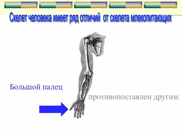 Большой палец противопоставлен другим. Скелет человека имеет ряд отличий от скелета млекопитающих