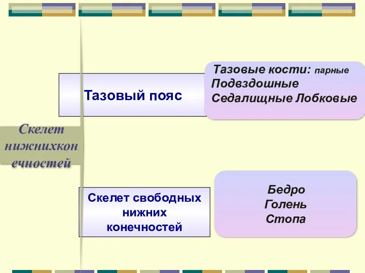 Скелет нижнихконечностей