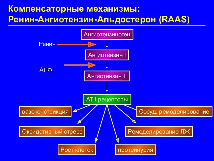 вазоконстрикция Оксидативный стресс Рост клеток протеинурия Ремоделирование ЛЖ Сосуд. ремоделирование