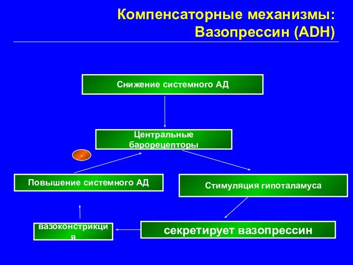 Снижение системного АД Центральные барорецепторы Стимуляция гипоталамуса секретирует вазопрессин вазоконстрикция