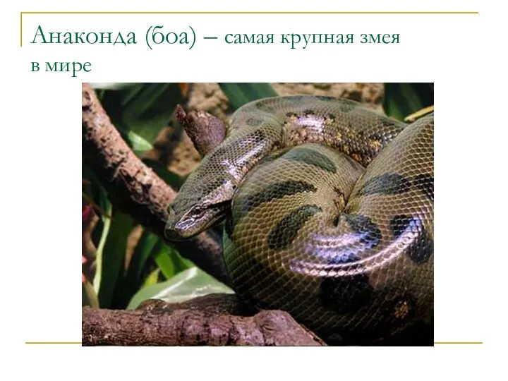 Анаконда (боа) – самая крупная змея в мире