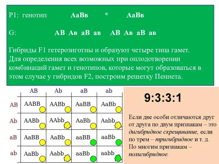 Р1: генотип АаВв * АаВв G: АВ Ав аВ ав