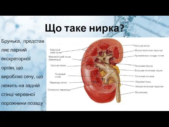 Що таке нирка? Брунька, представляє парний екскреторної орган, що виробляє