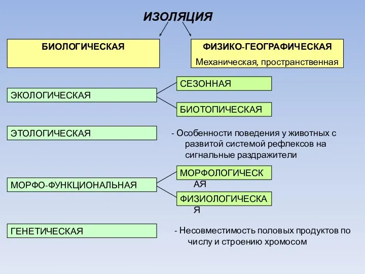 ИЗОЛЯЦИЯ ФИЗИКО-ГЕОГРАФИЧЕСКАЯ Механическая, пространственная БИОЛОГИЧЕСКАЯ ЭКОЛОГИЧЕСКАЯ ЭТОЛОГИЧЕСКАЯ МОРФО-ФУНКЦИОНАЛЬНАЯ ГЕНЕТИЧЕСКАЯ СЕЗОННАЯ