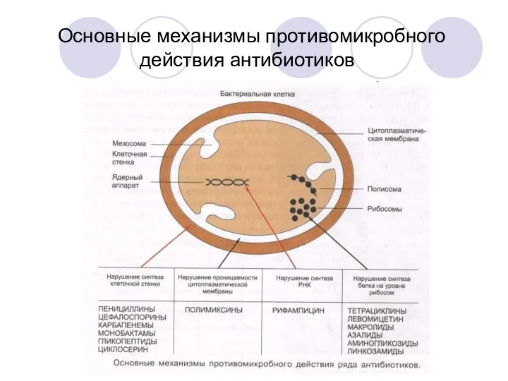 Основные механизмы противомикробного действия антибиотиков