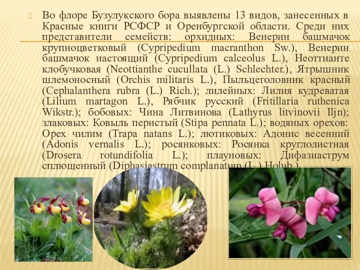 Во флоре Бузулукского бора выявлены 13 видов, занесенных в Красные книги РСФСР и