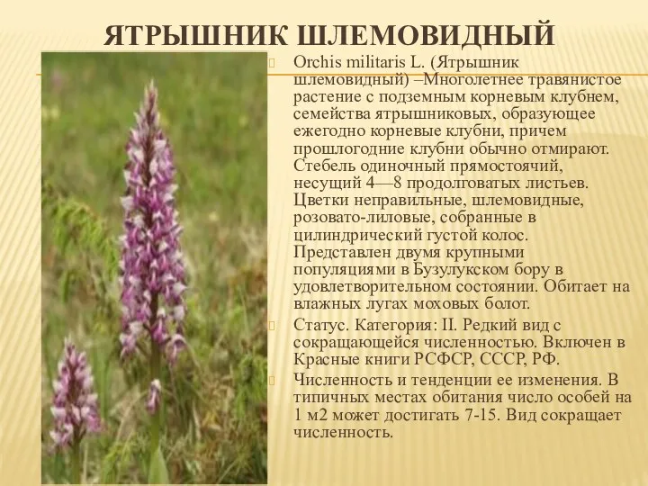 ЯТРЫШНИК ШЛЕМОВИДНЫЙ Orchis militaris L. (Ятрышник шлемовидный) –Многолетнее травянистое растение