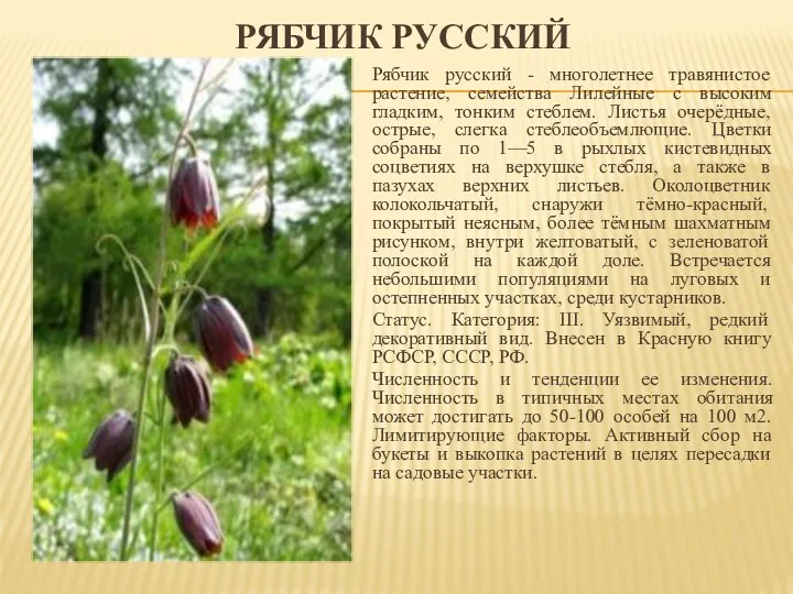 РЯБЧИК РУССКИЙ Рябчик русский - многолетнее травянистое растение, семейства Лилейные с высоким гладким,