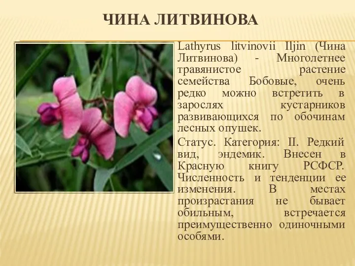 ЧИНА ЛИТВИНОВА Lathyrus litvinovii Iljin (Чина Литвинова) - Многолетнее травянистое растение семейства Бобовые,