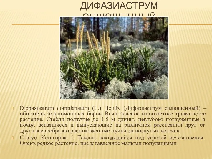 ДИФАЗИАСТРУМ СПЛЮЩЕННЫЙ Diphasiastrum complanatum (L.) Holub. (Дифазиаструм сплющенный) – обитатель зеленомошных боров. Вечнозеленое