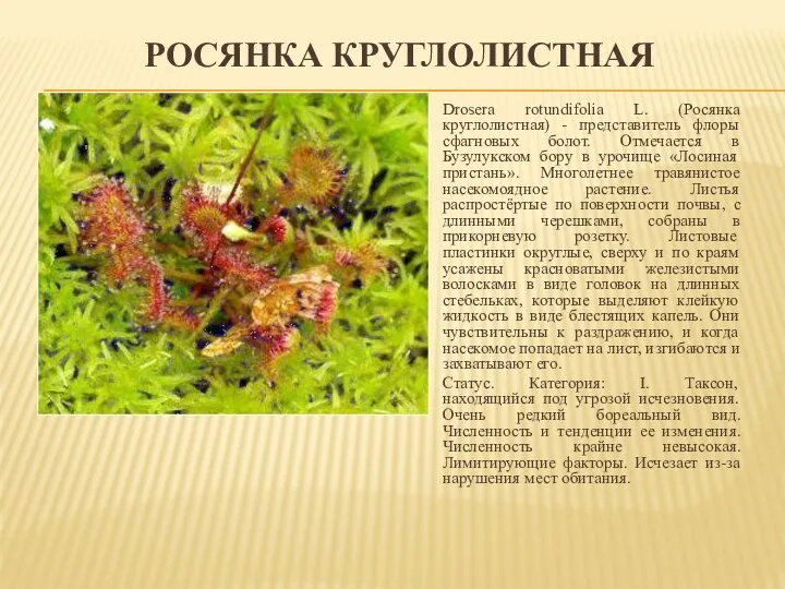 РОСЯНКА КРУГЛОЛИСТНАЯ Drosera rotundifolia L. (Росянка круглолистная) - представитель флоры сфагновых болот. Отмечается