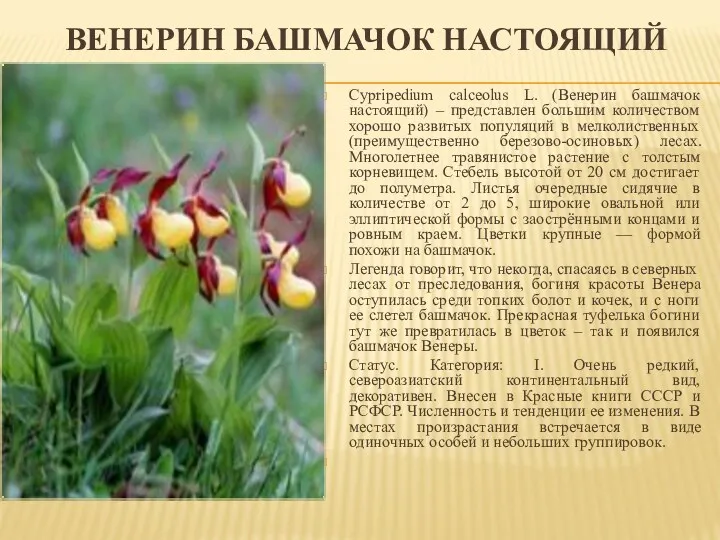 ВЕНЕРИН БАШМАЧОК НАСТОЯЩИЙ Cypripedium calceolus L. (Венерин башмачок настоящий) – представлен большим количеством