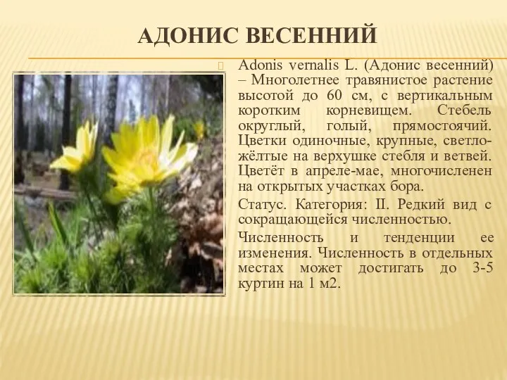 АДОНИС ВЕСЕННИЙ Adonis vernalis L. (Адонис весенний) – Многолетнее травянистое растение высотой до