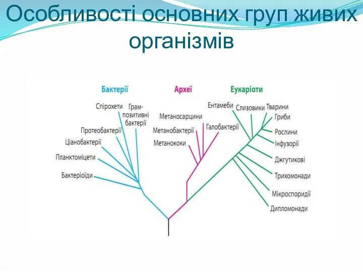 Особливості основних груп живих організмів