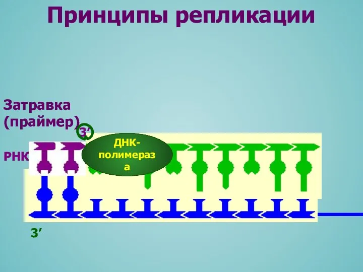 Принципы репликации 3’ РНК Затравка (праймер)