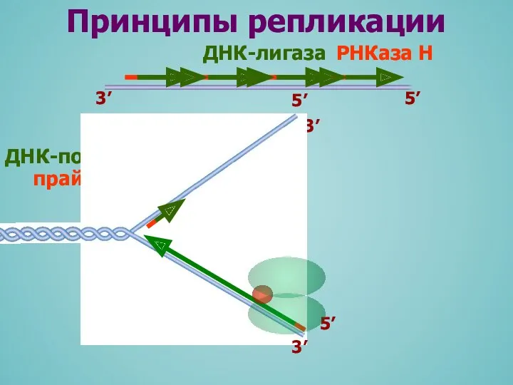 3’ праймаза ДНК-полимераза Принципы репликации 5’ 3’ 5’ 3’ 5’ РНКаза Н ДНК-лигаза