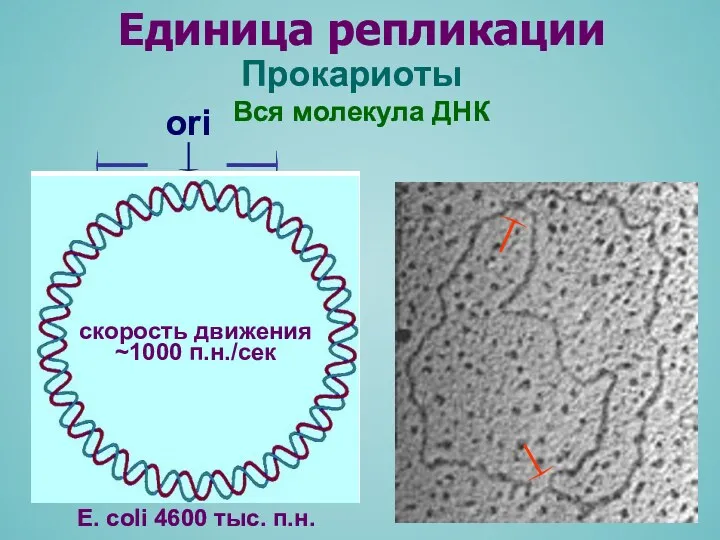 Единица репликации Прокариоты Вся молекула ДНК ori Репликативные вилки E. coli 4600 тыс.
