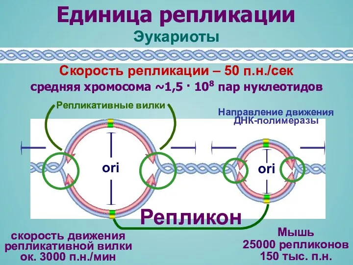 средняя хромосома ~1,5 · 108 пар нуклеотидов Единица репликации Репликативные