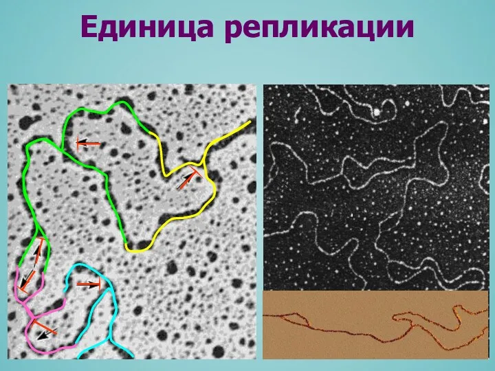 Единица репликации