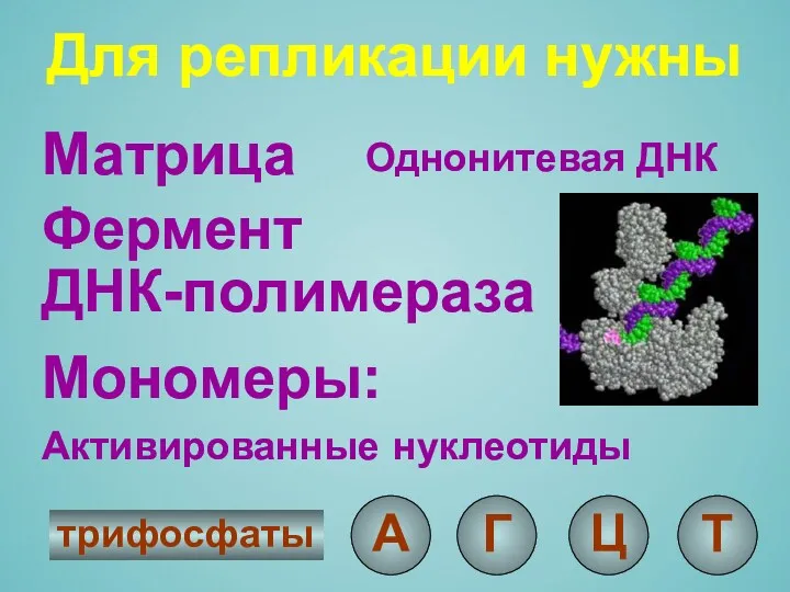 Для репликации нужны Матрица Фермент ДНК-полимераза Мономеры: А Г Ц Т трифосфаты нуклеотиды Активированные Однонитевая ДНК