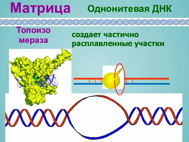 создает частично расплавленные участки Топоизомераза