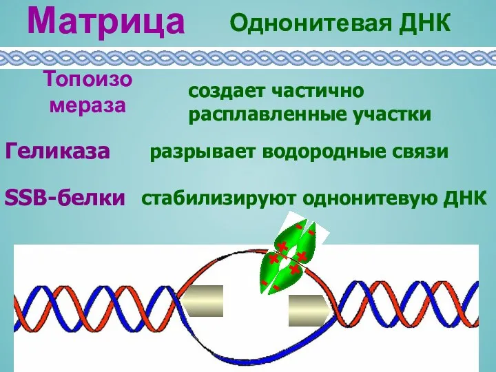 Геликаза разрывает водородные связи SSB-белки стабилизируют однонитевую ДНК Матрица Однонитевая ДНК создает частично расплавленные участки Топоизомераза