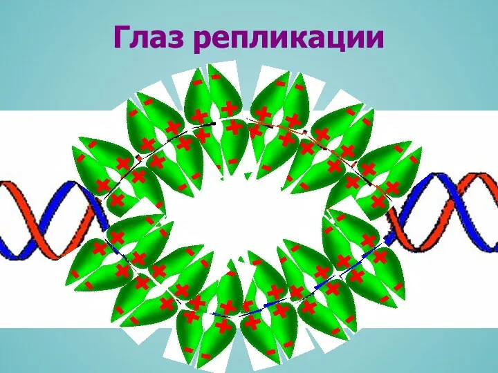 Глаз репликации