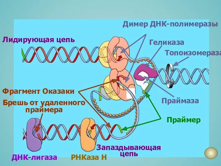 Димер ДНК-полимеразы Топоизомераза Геликаза Праймаза Лидирующая цепь Запаздывающая цепь Праймер
